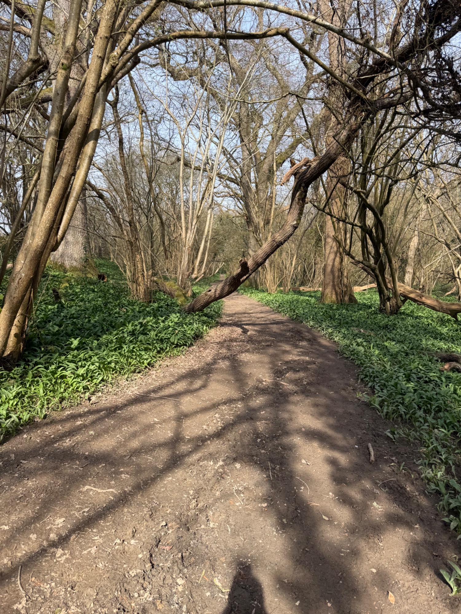 Spring morning walk - headspace break
