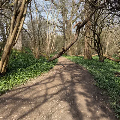 Spring morning walk - …