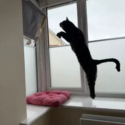 #cat leap