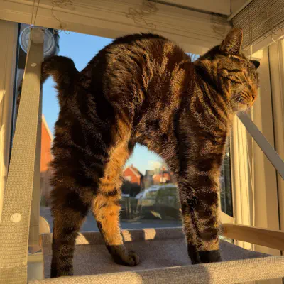 Cat stretch