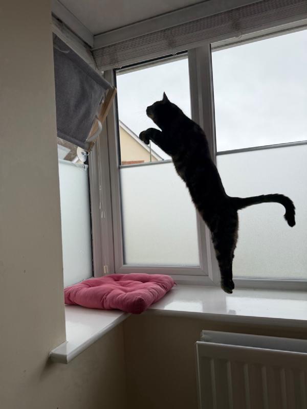 #cat leap